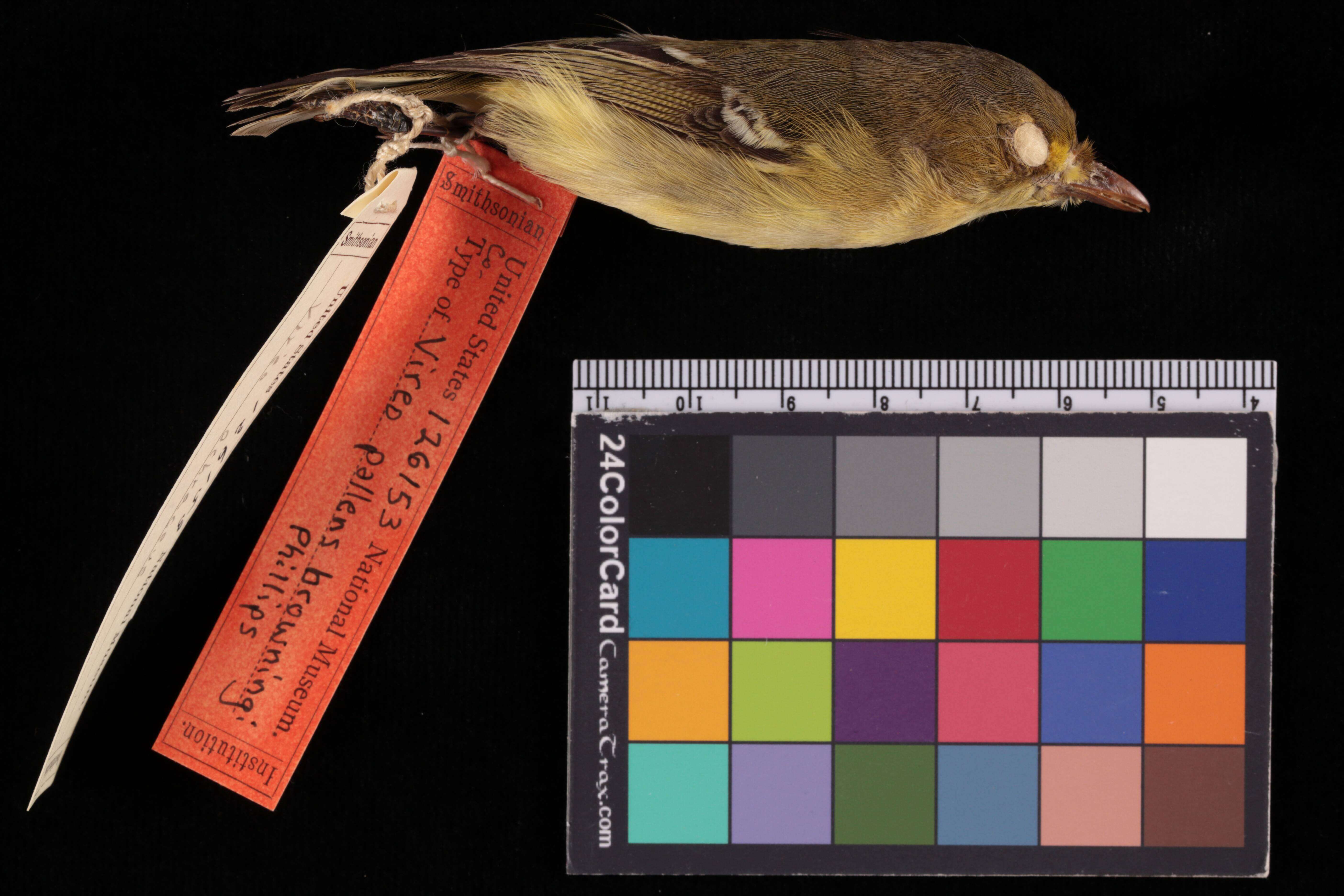 Image of Vireo pallens browningi Phillips & AR 1991