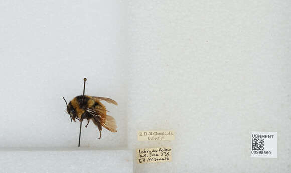 Image of Tricolored Bumble Bee