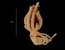 Image of Eumorphometra fraseri John 1938