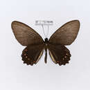 Image of Papilio socama Schaus 1902
