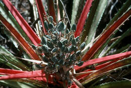 Imagem de Bromelia pinguin L.