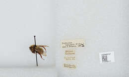 Image de Bombus insularis (Smith 1861)