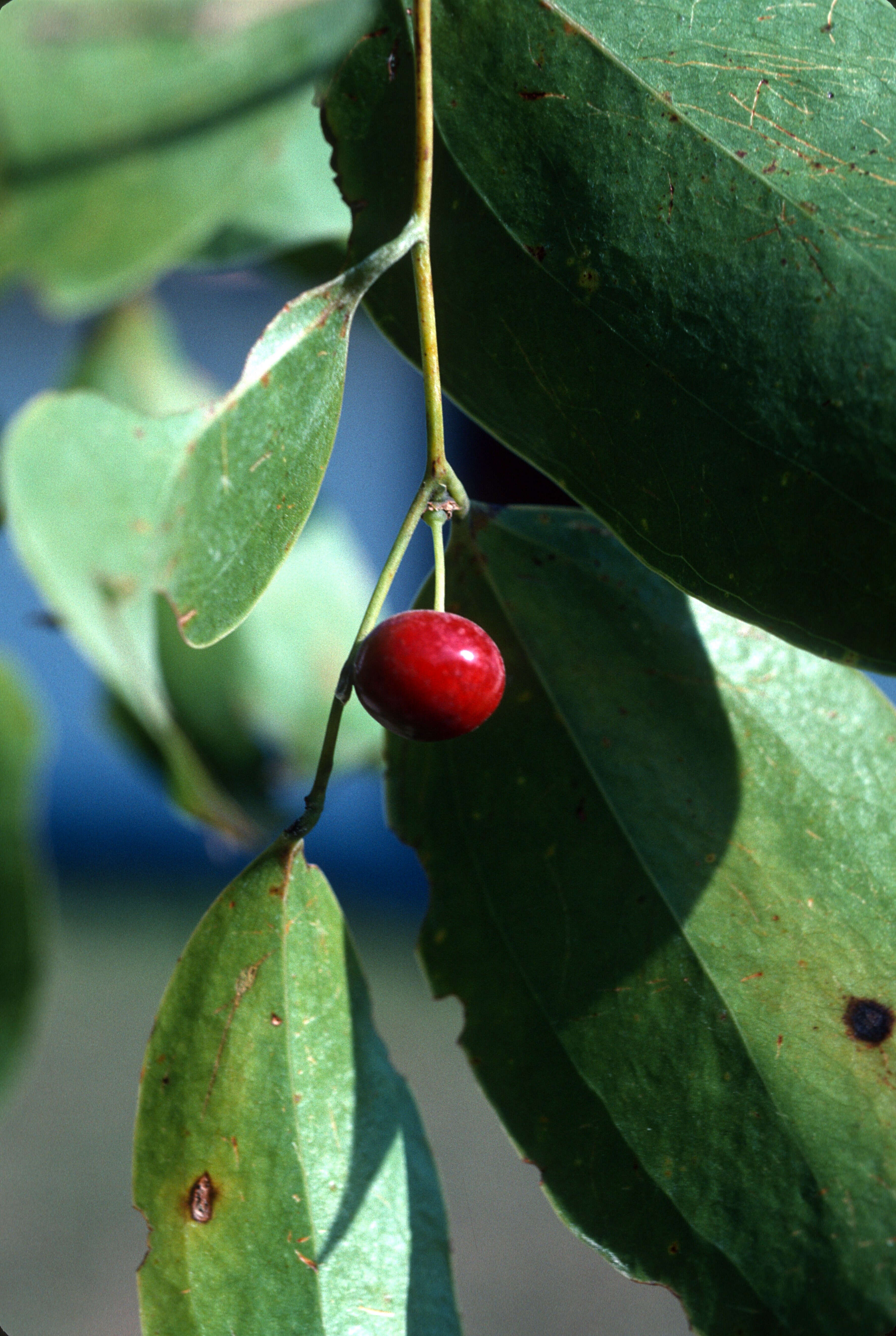 Image of Smilax domingensis Willd.