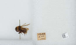 Imagem de Bombus diversus Smith 1869