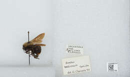 Imagem de Bombus bellicosus Smith 1879