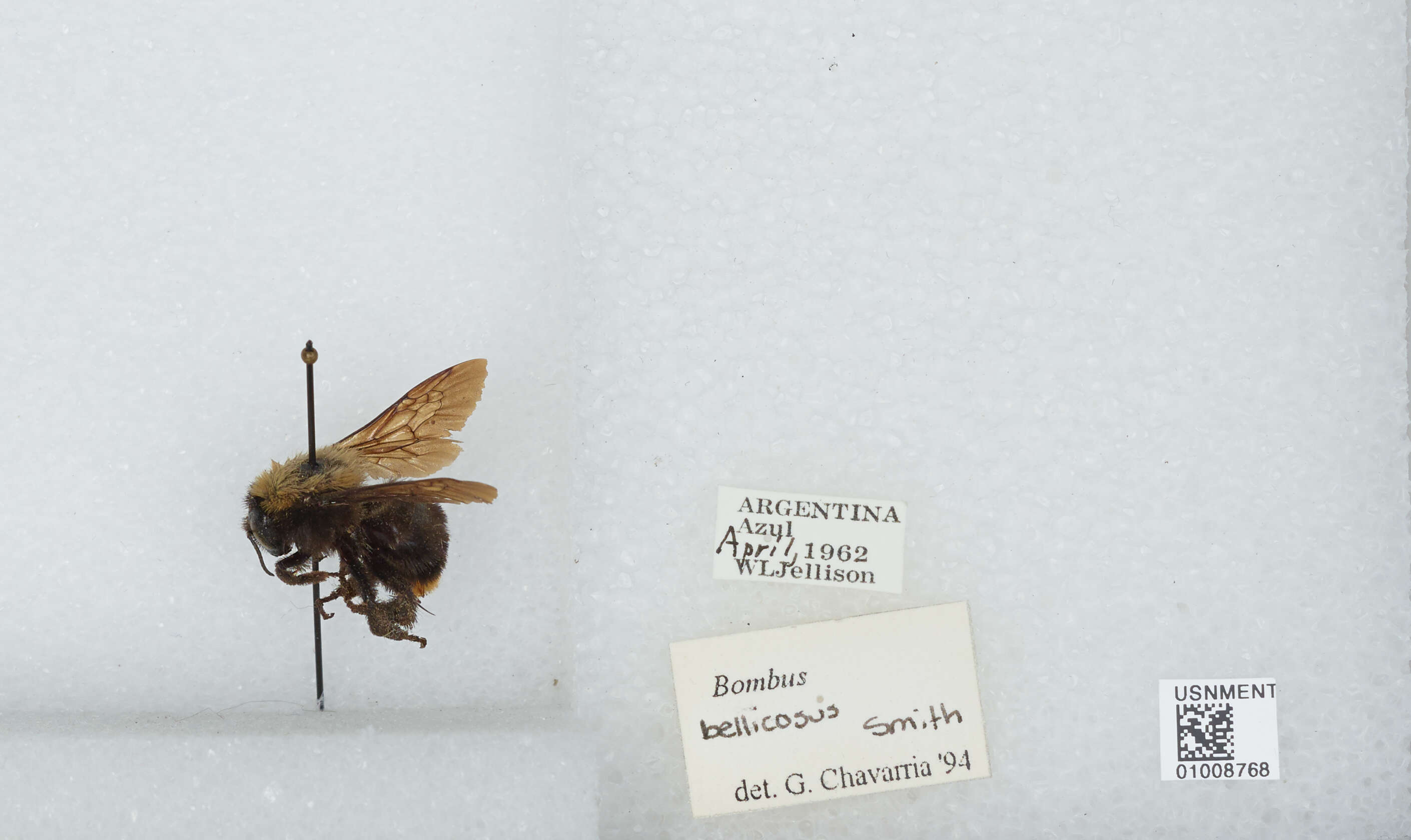 Imagem de Bombus bellicosus Smith 1879