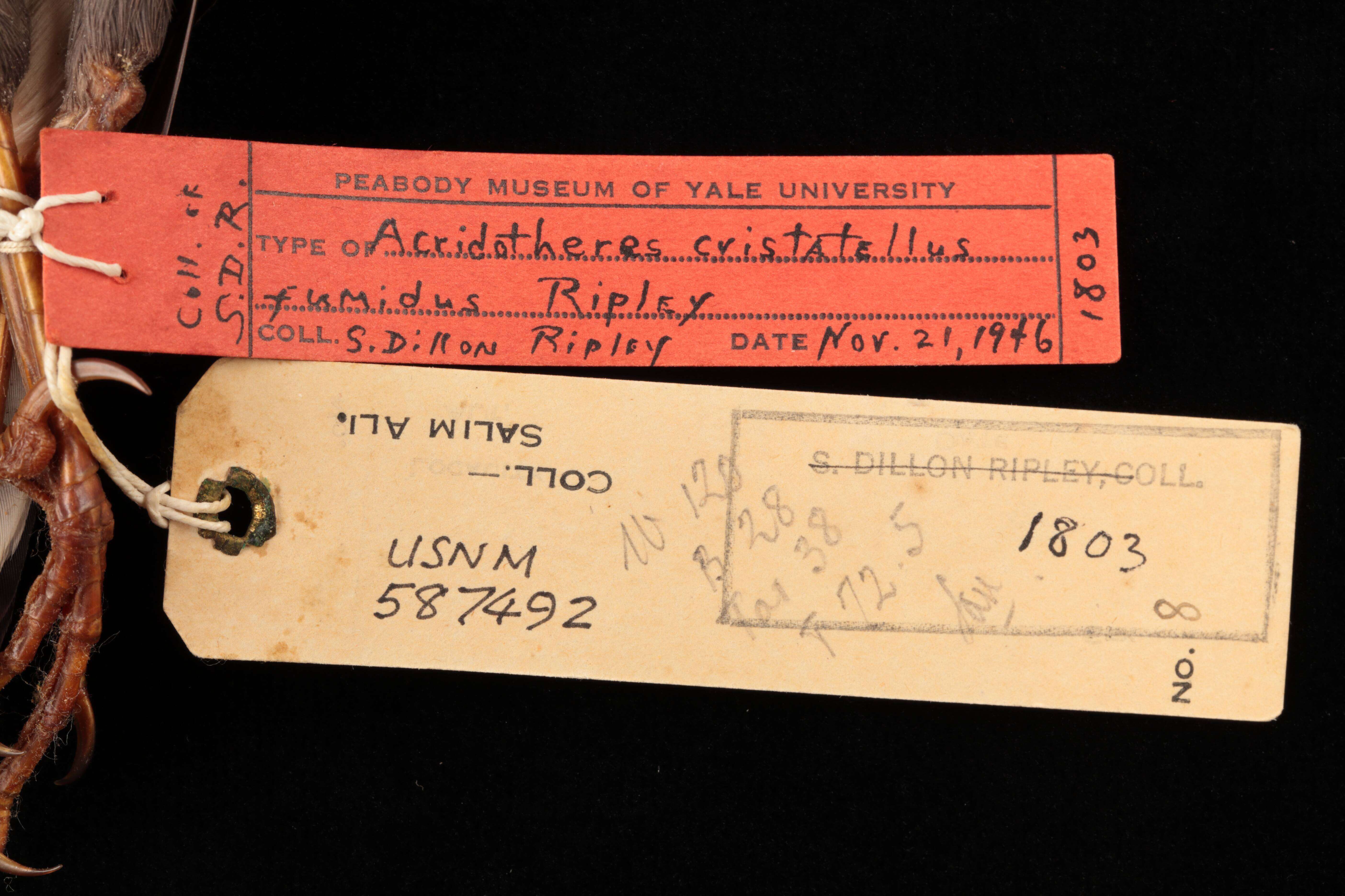 Image of Acridotheres fuscus fumidus Ripley 1950