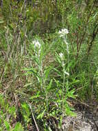 Слика од Pseudognaphalium obtusifolium (L.) O. M. Hilliard & B. L. Burtt