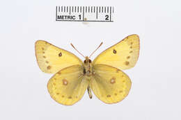 Image of Colias romanovi Grum-Grshimailo 1885