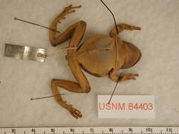 Image of Madrean Treefrog