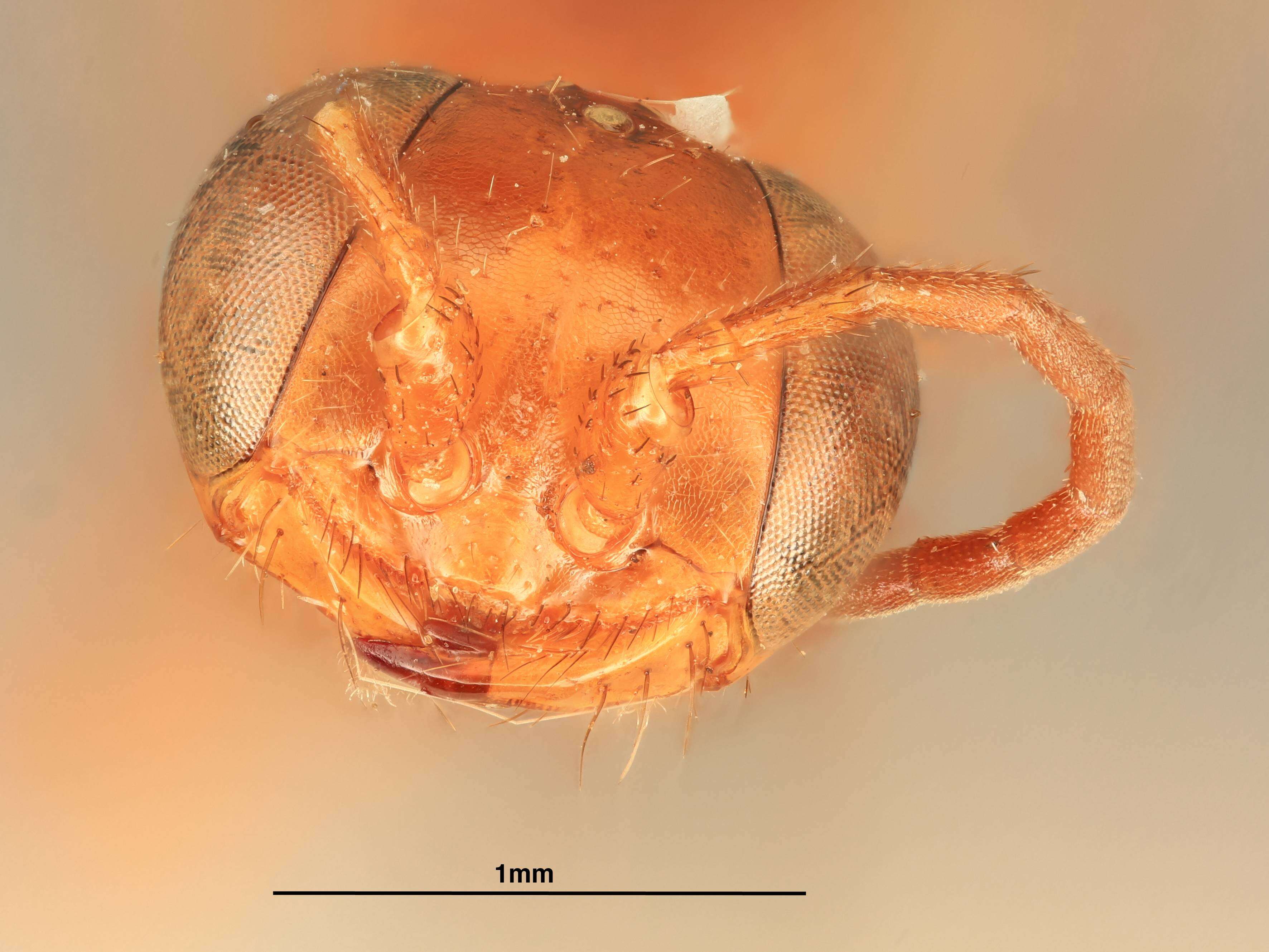 Imagem de Diploplectron ferrugineum Ashmead 1899