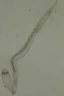 Sivun Draconematidae kuva