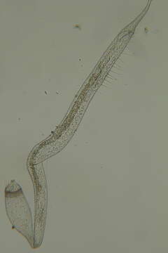 Image of Draconematidae