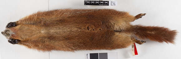 Image of Marmota flaviventris flaviventris (Audubon & Bachman 1841)