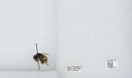 Bombus ephippiatus Say 1837 resmi