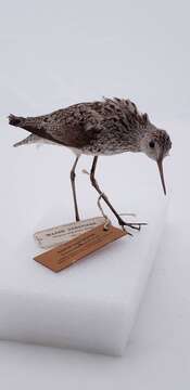 Image of Marsh Sandpiper