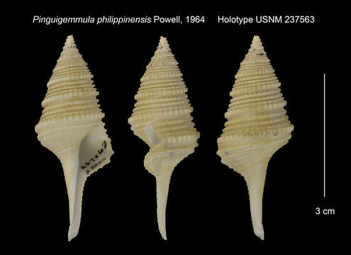 Image de Cryptogemma aethiopica (Thiele 1925)