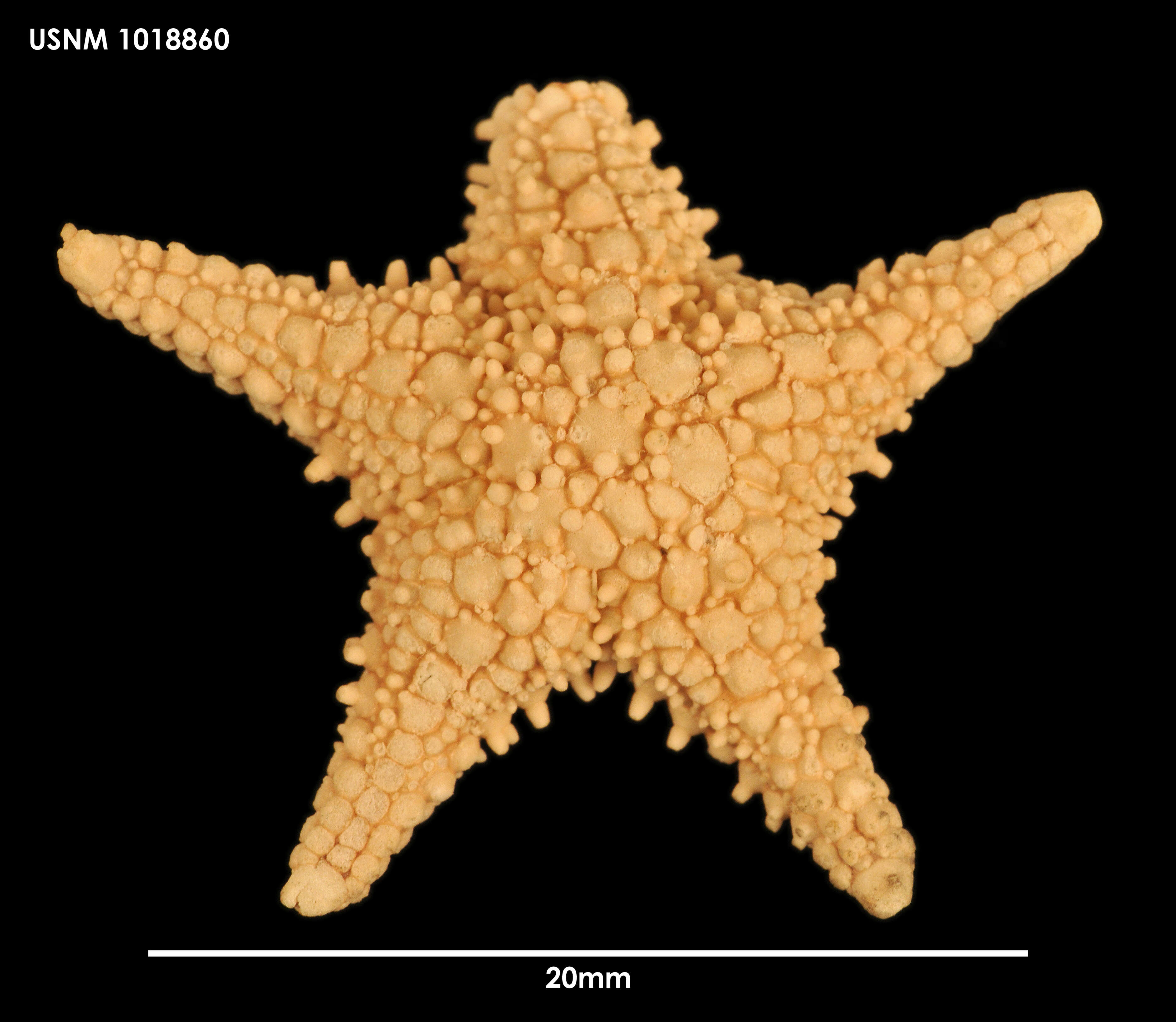 Image of Chitonaster felli (H. E. S. Clark 1971)