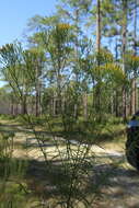 Image de Euthamia caroliniana (L.) Greene ex Porter & Britt.