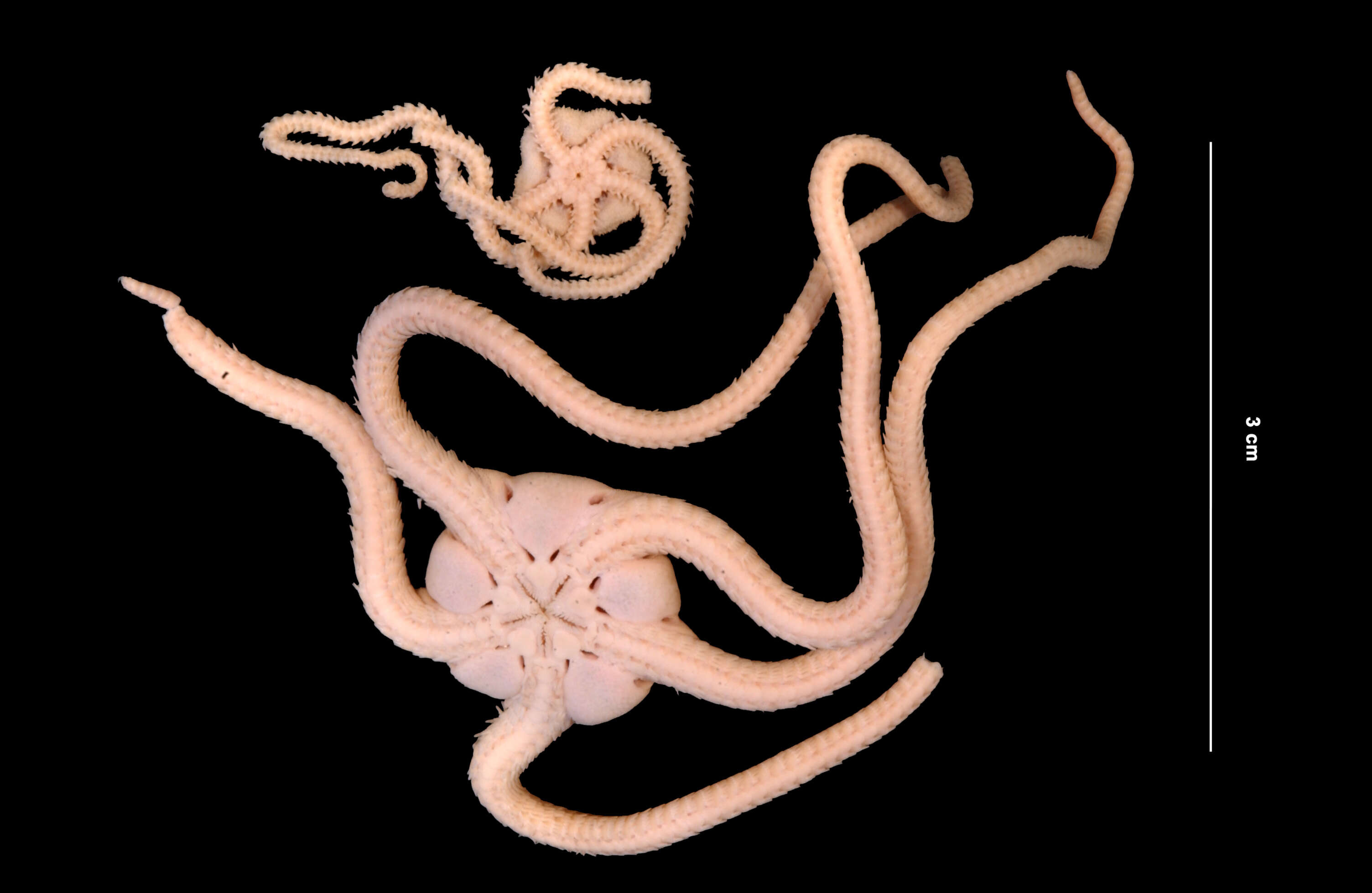 Image of Short-spined brittle star