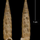 Imagem de Tomelasmus irroratus similimus C. Torre & Bartsch 1972