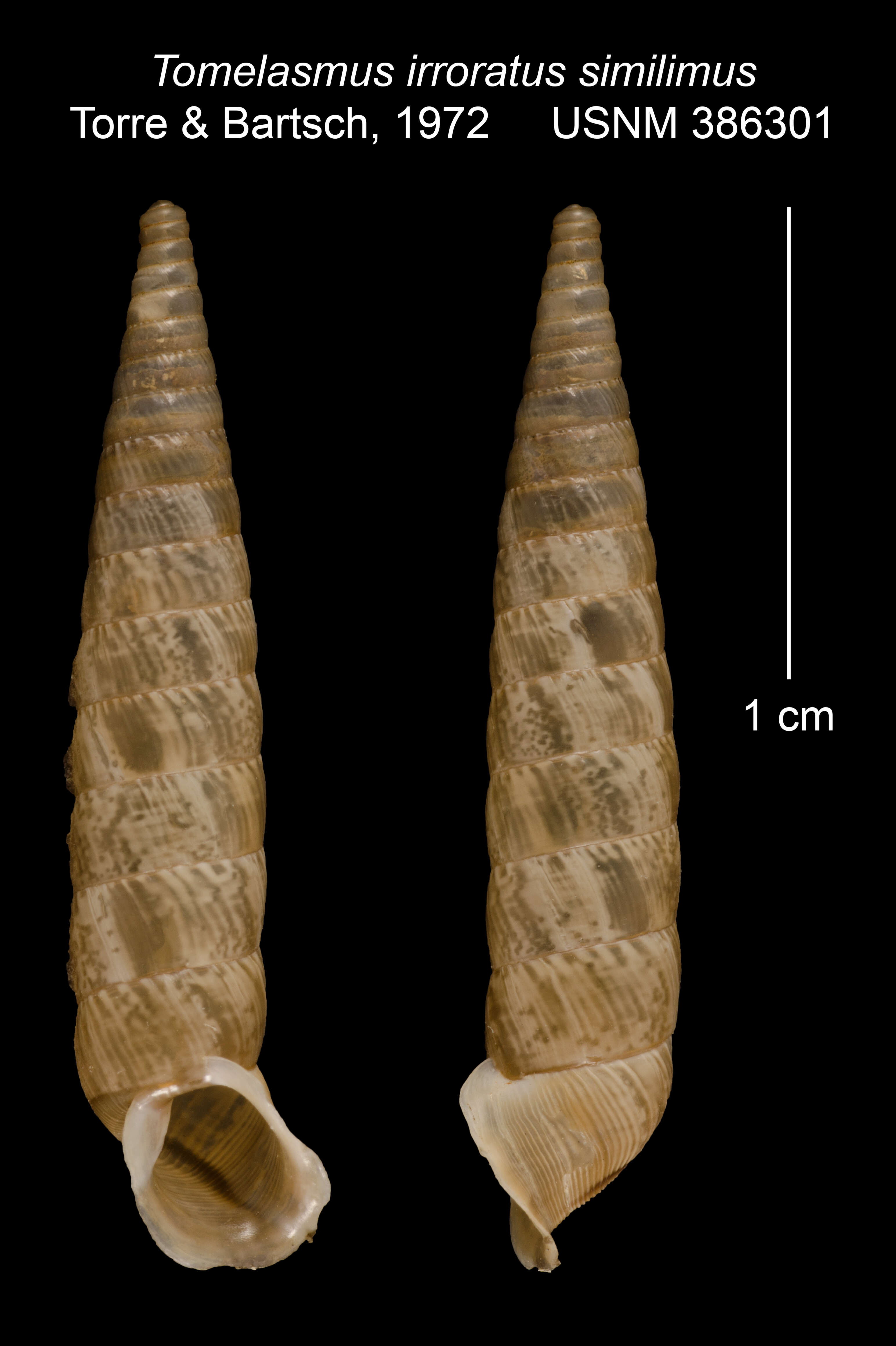 Imagem de Tomelasmus irroratus similimus C. Torre & Bartsch 1972