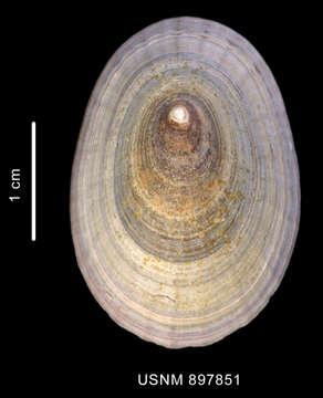 Image of Nacella concinna (Strebel 1908)