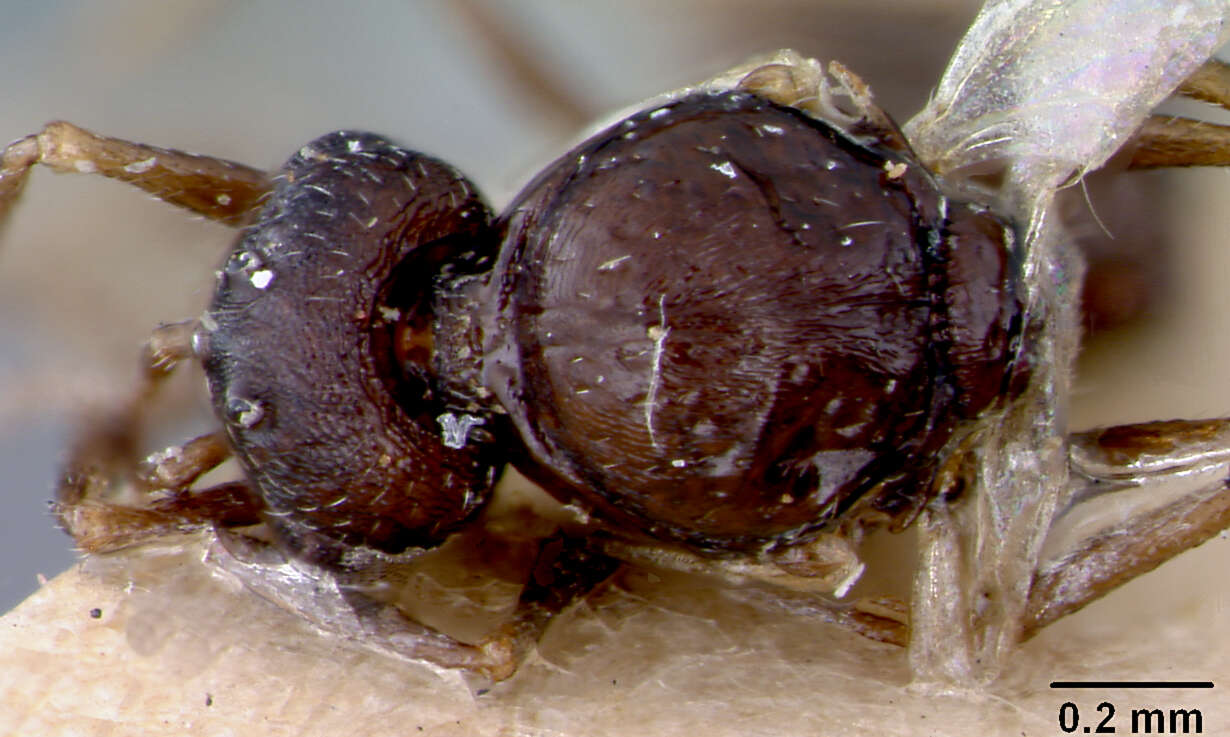 Image of Leptothorax manni Wheeler 1914