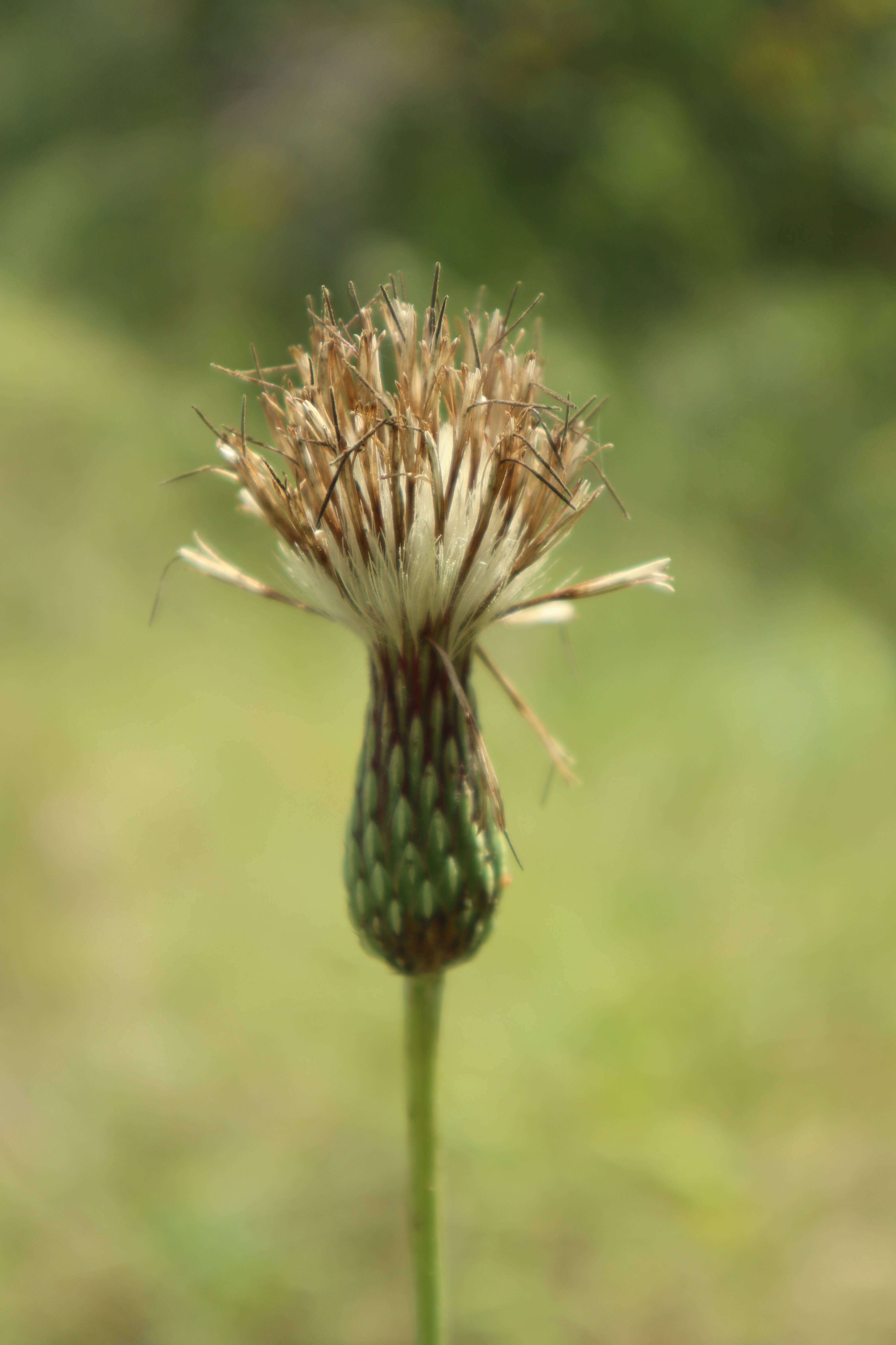 Image of Le Conte's thistle