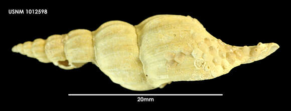 Image of Volutomitra H. Adams & A. Adams 1853