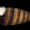 Image of Marshallora nigrocincta (C. B. Adams 1839)
