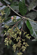 Image of Combretum Loefl.