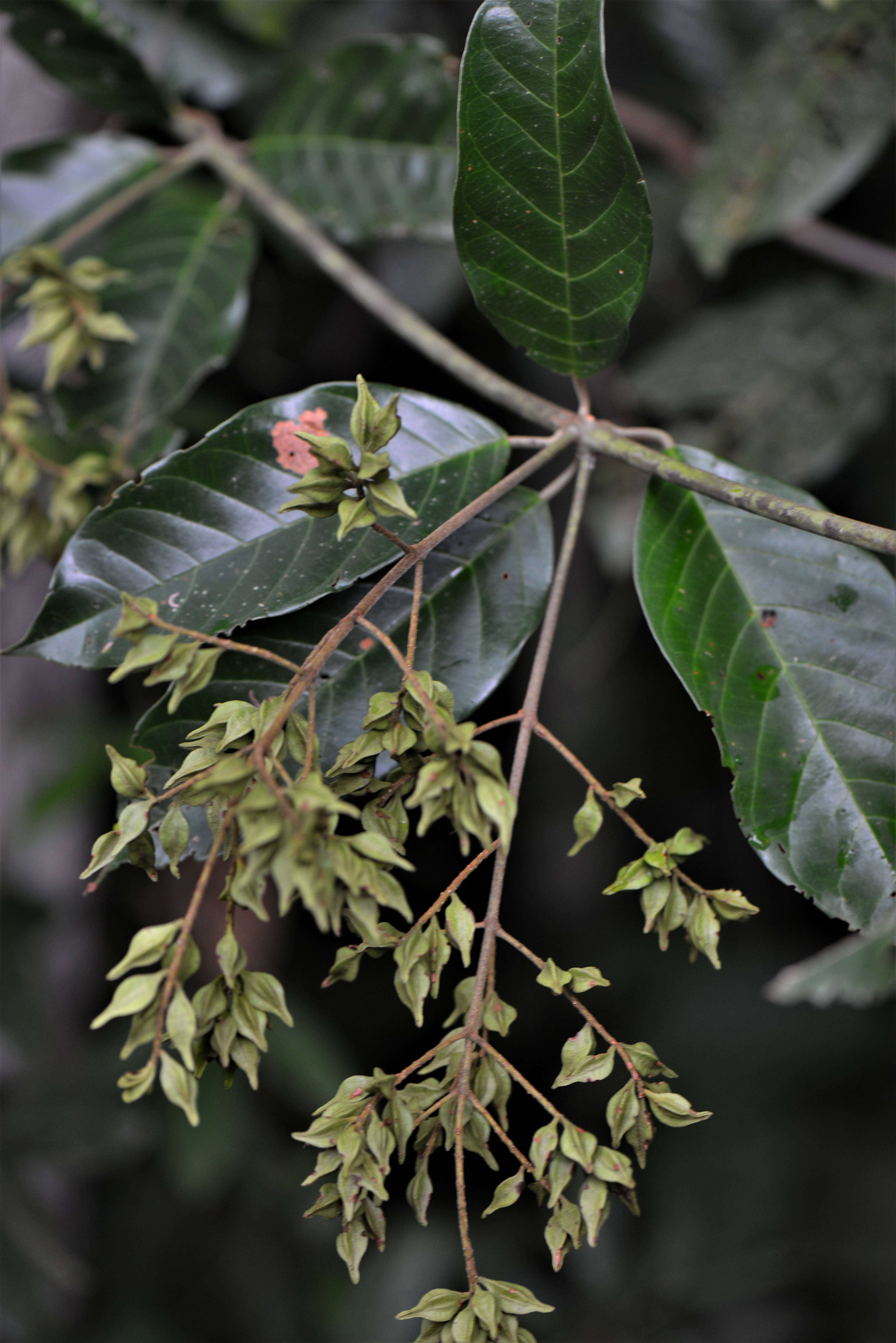 Image of Combretum Loefl.