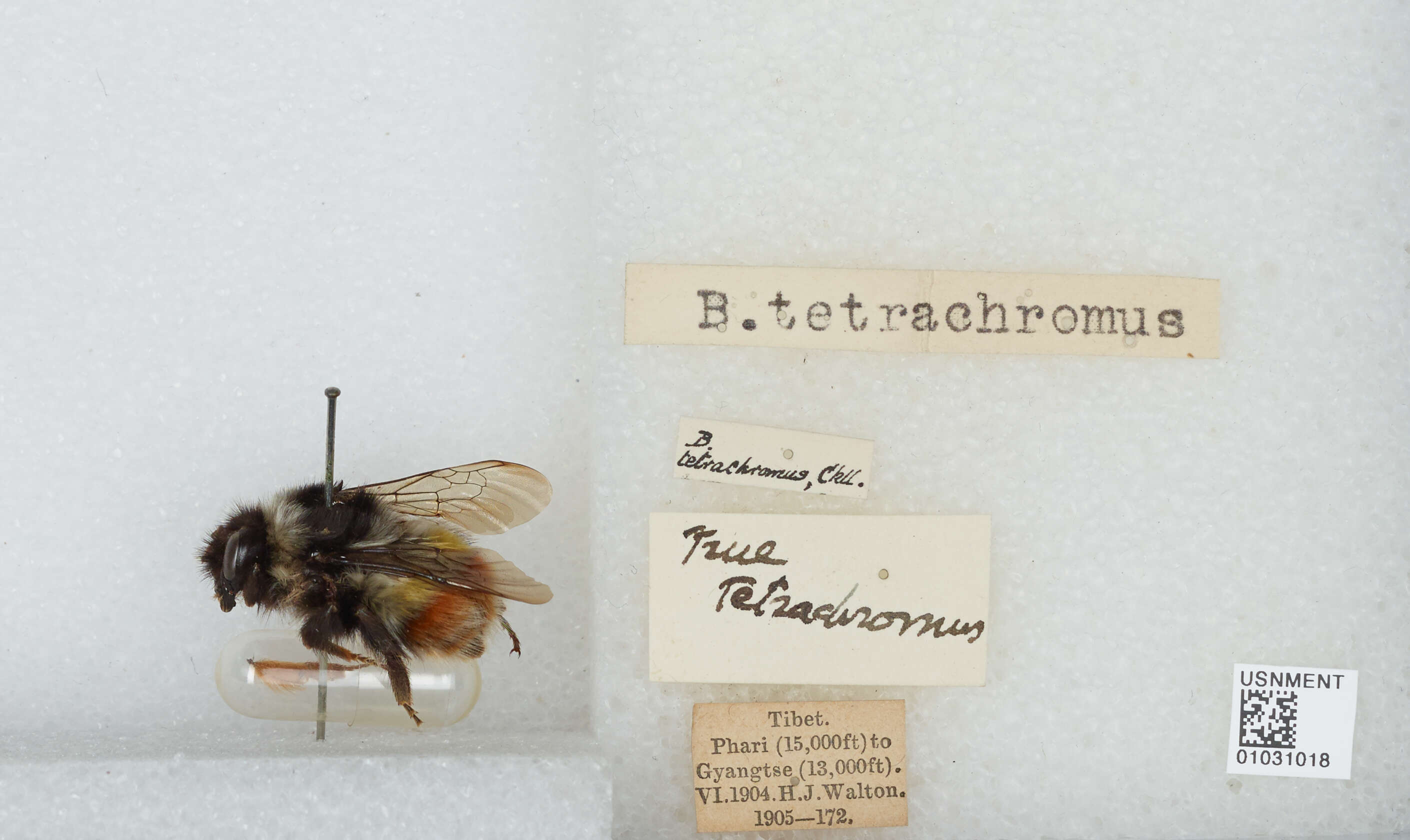 Image of Bombus rufofasciatus Smith 1852