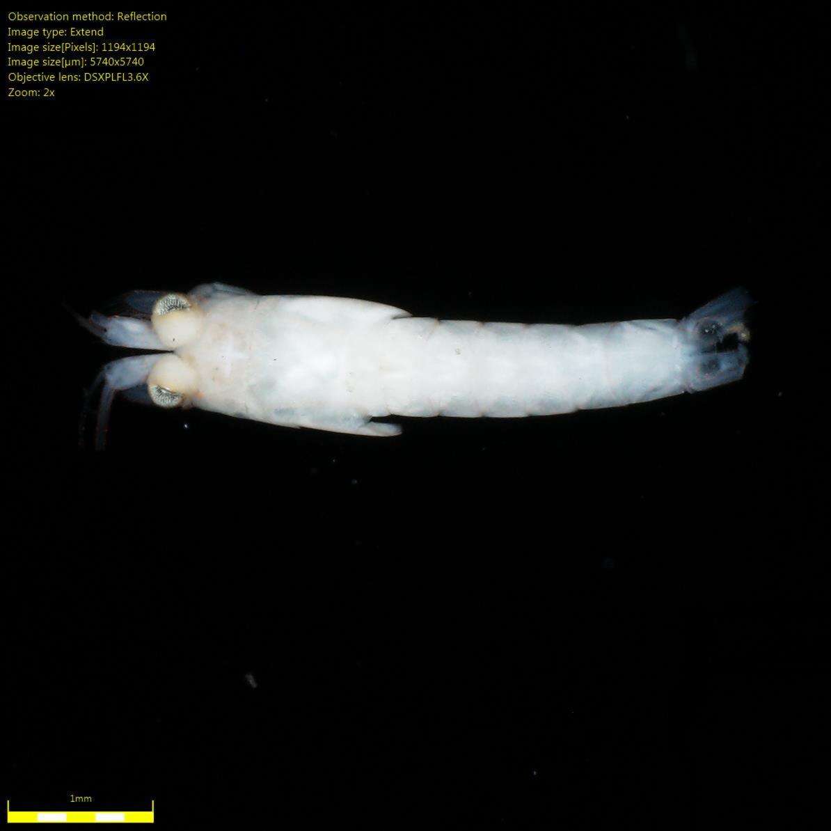 Image of Mysidae