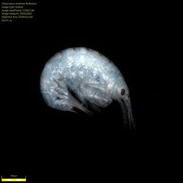 Image of Amphipoda