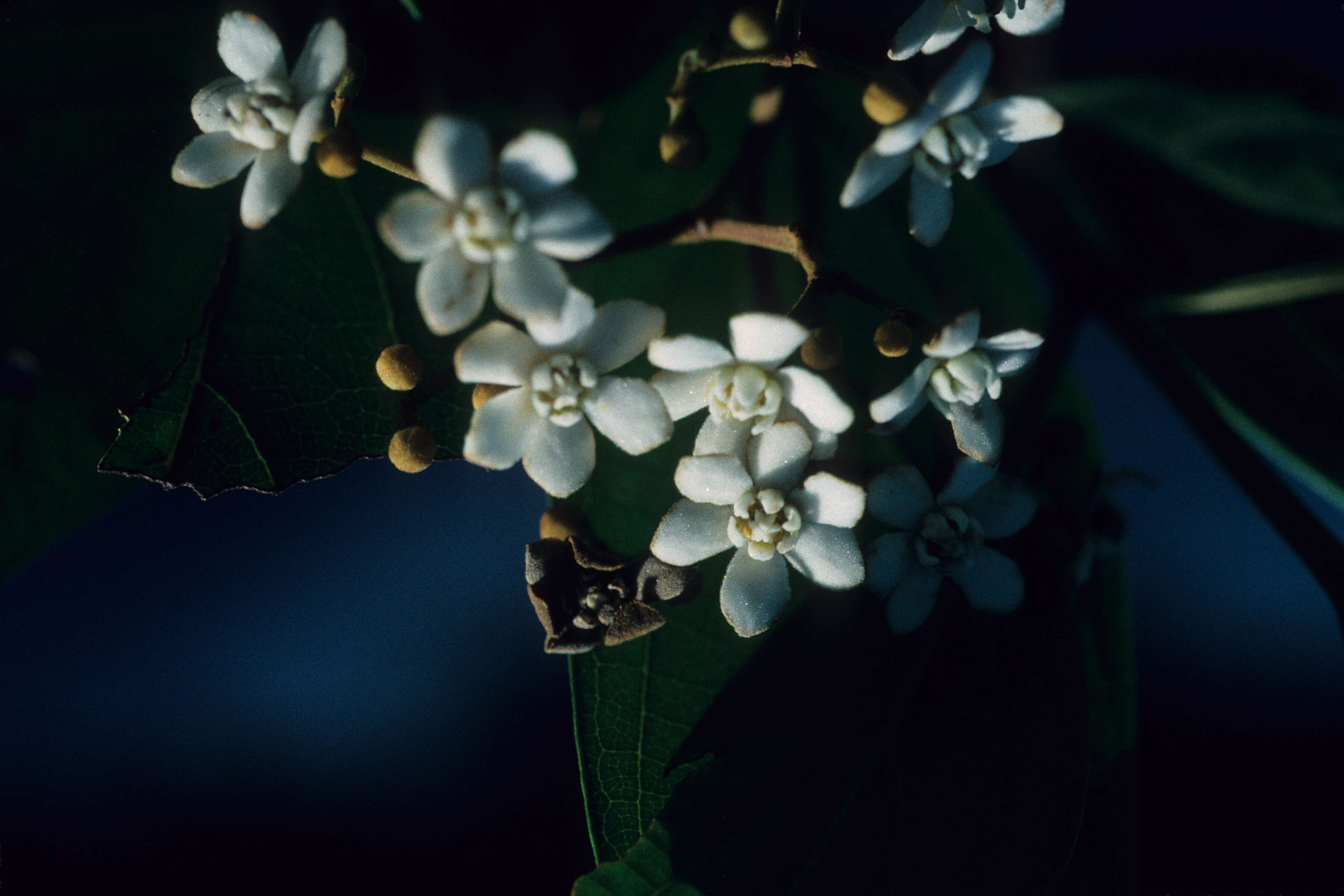 Image of Securidaca longifolia Poepp. & Endl.