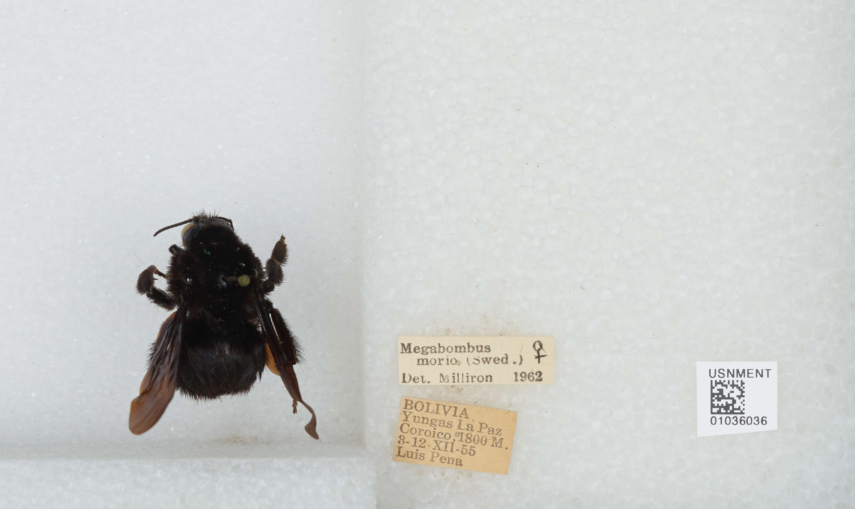 Image of Bombus morio (Swederus 1787)