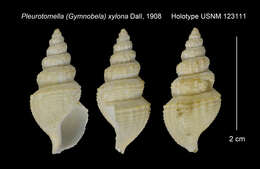 Image of Gymnobela xylona (Dall 1908)