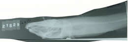 Image of Polar eelpout