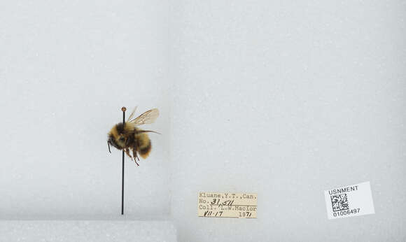 Image of Frigid Bumble Bee