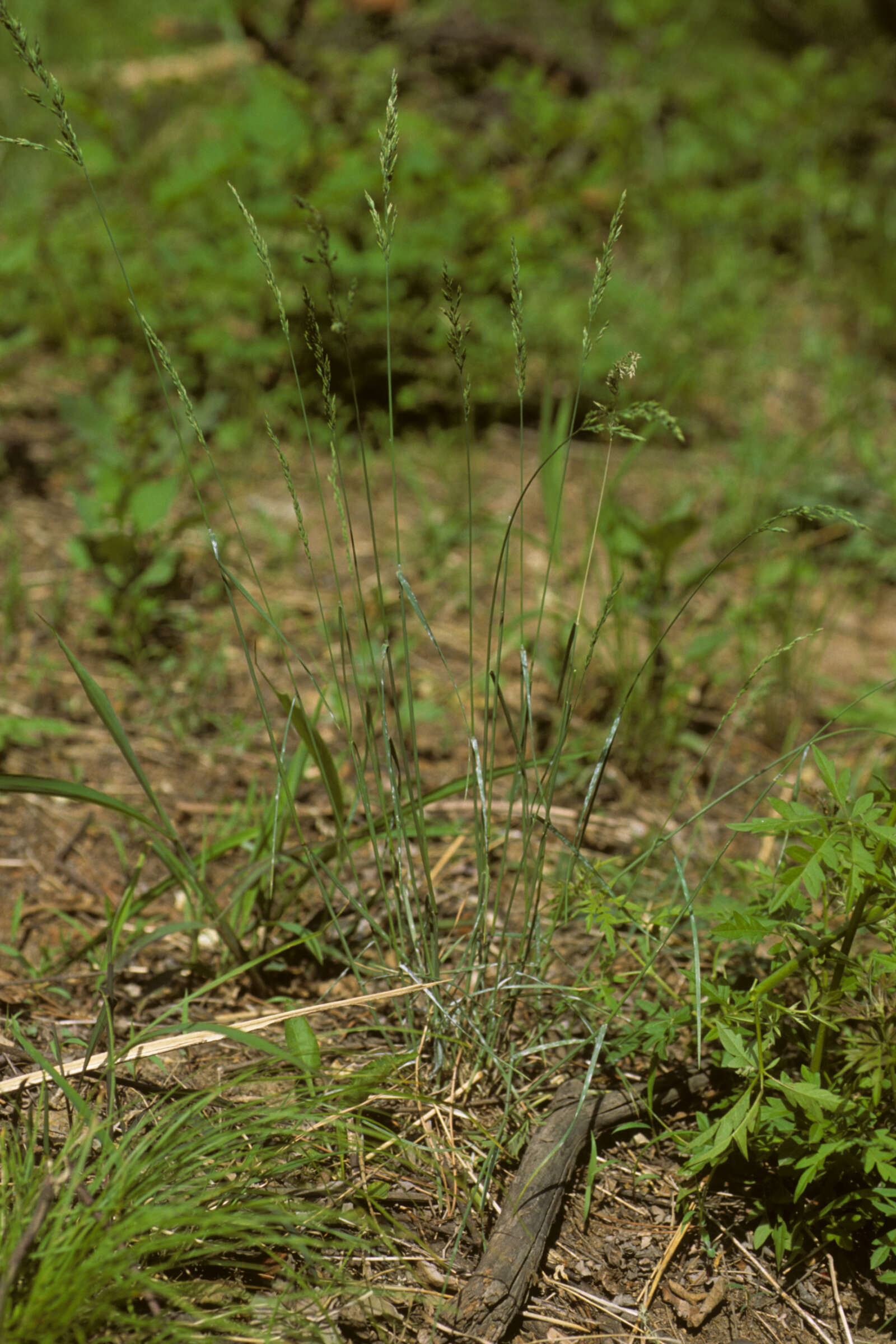 Image of Poa faberi Rendle