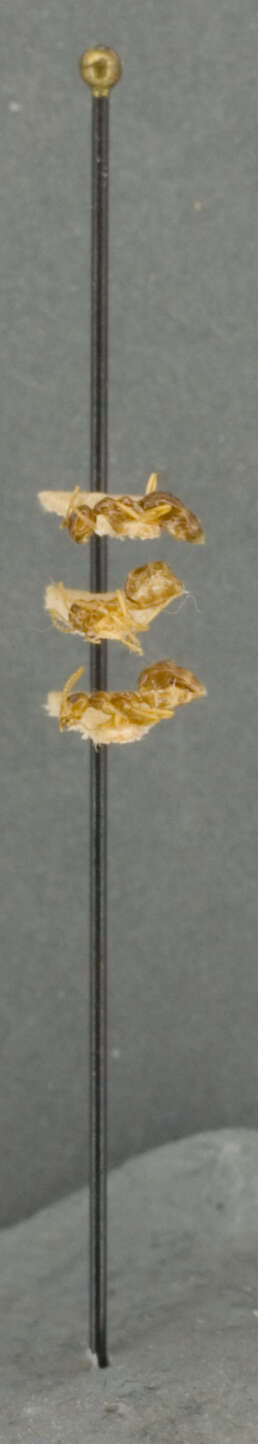 Image of Prenolepis imparis coloradensis Wheeler 1930