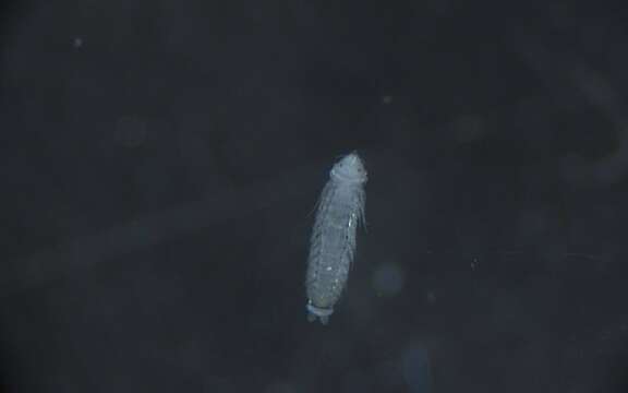 Image of Phyllodocida