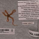 Ophiopristis hirsuta (Lyman 1875) resmi