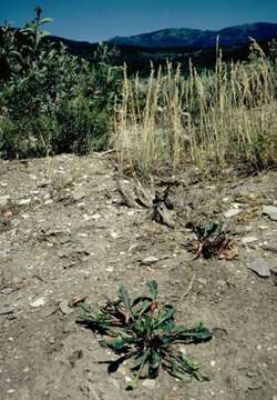 Oenothera cespitosa subsp. cespitosa resmi