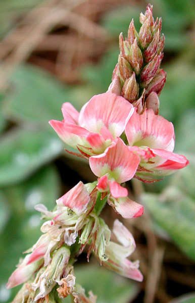 Слика од Indigofera hendecaphylla Jacq.