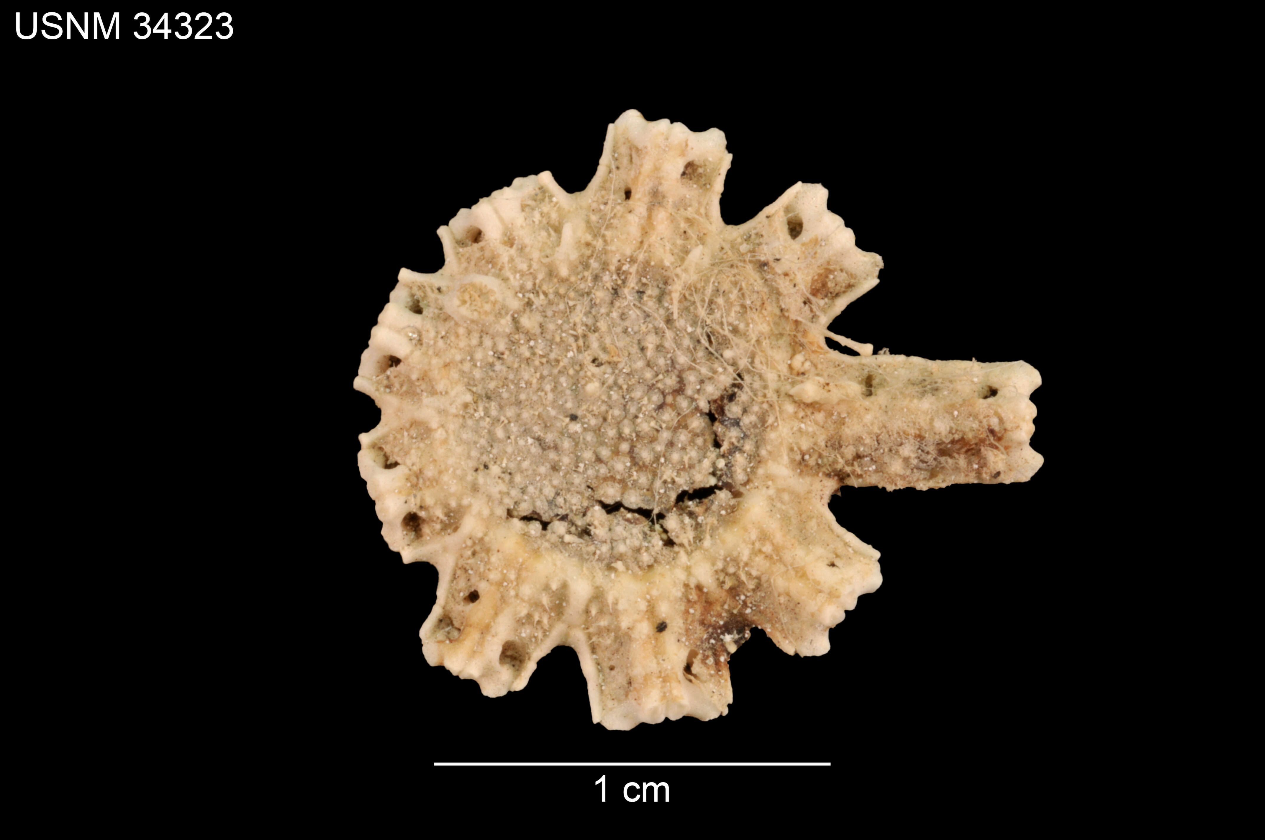 Image de Astrolirus panamensis (Ludwig 1905)