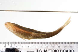 Image of Goldfin tinfoil barb