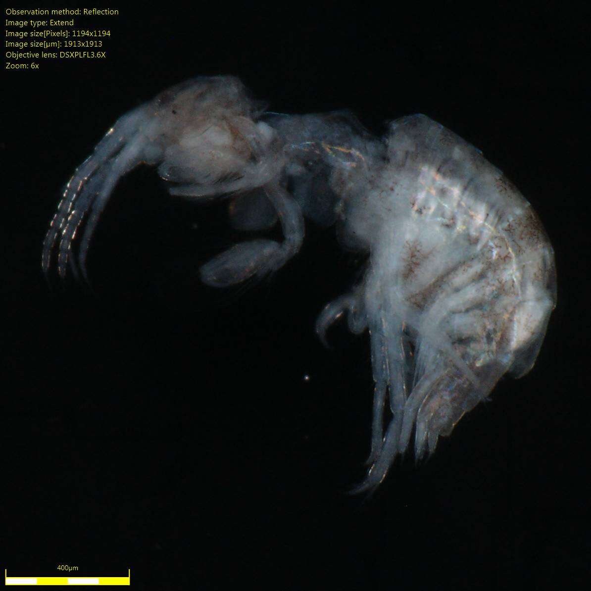 Image of Amphipoda